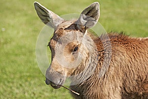 Elk calf in Bjurholm eating on a stick