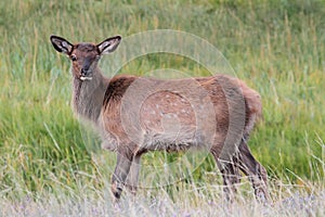 Elk calf (Cervus canadensis)