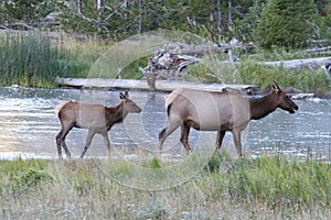 Elk calf Cervus canadensis with mother
