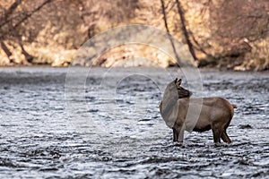 Elk Calf Looks Back While Standing in River