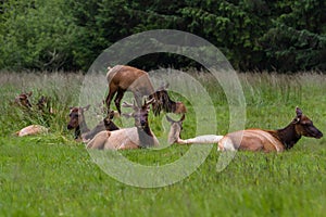 Elk in California