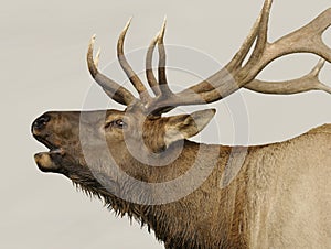 Elk Call