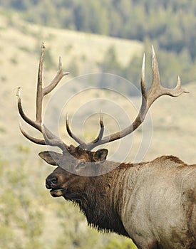 Elk Calling