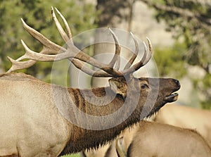 Elk Calling photo