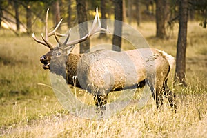 Elk Calling