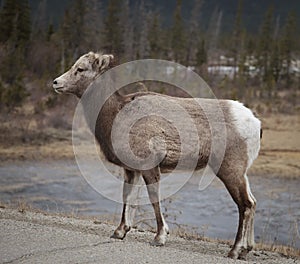 Elk calve on highway photo
