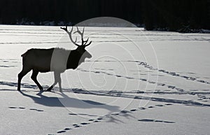 Elk in Canadian winter