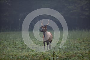 Elk in Cataloochee Valley