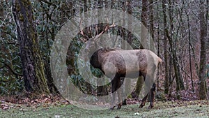 Elk at Cataloochee Valley, Great Smoky Mountains National Park,