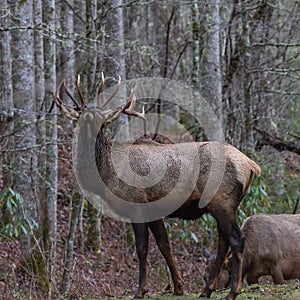 Elk at Cataloochee Valley, Great Smoky Mountains National Park,