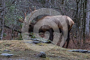 Elk at Cataloochee Valley, Great Smoky Mountains National Park,