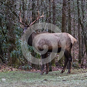 Elk at Cataloochee Valley, Great Smoky Mountains National Park,