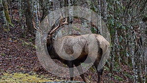 Elk at Cataloochee Valley, Great Smoky Mountains National Park,