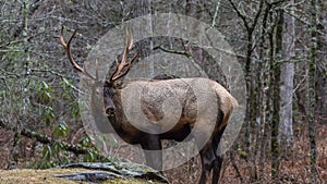 Elk at Cataloochee Valley, Great Smoky Mountains National Park,