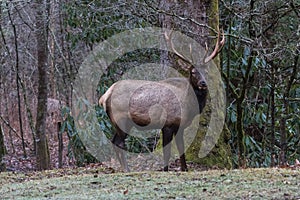 Elk at Cataloochee Valley, Great Smoky Mountains National Park,