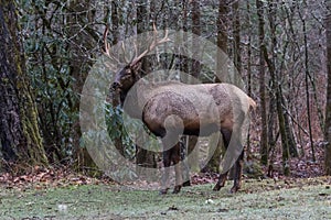 Elk at Cataloochee Valley, Great Smoky Mountains National Park,