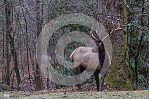 Elk at Cataloochee Valley, Great Smoky Mountains National Park,