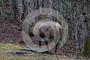 Elk at Cataloochee Valley, Great Smoky Mountains National Park,