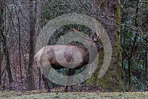 Elk at Cataloochee Valley, Great Smoky Mountains National Park,