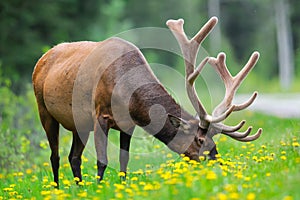 Elk (Cervus canadensis)