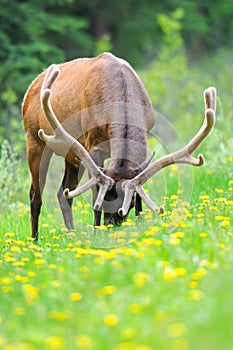 Elk (Cervus canadensis)