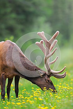 Elk (Cervus canadensis)