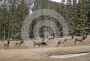Elk (Cervus canadensis) in Banff National Park