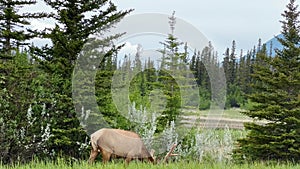 Elk (Cervus canadensis) in Jasper National Park, Canada