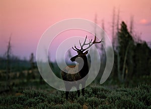 Elk (Cervus canadensis), Wyoming