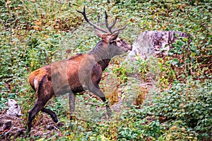 Elk Cervus elaphus running