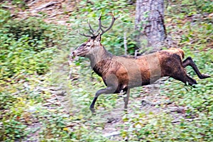 Elk Cervus elaphus running