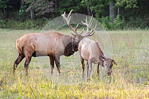 Elk Checking Cow