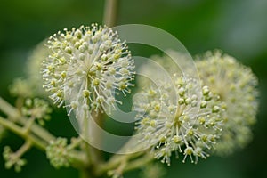 Elk clover Aralia californica, umbel of white-green flowers