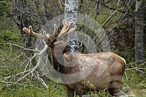 Elk in Colorado