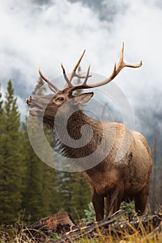 Elk of The Colorado Rocky Mountains