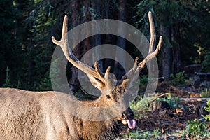 Elk of The Colorado Rocky Mountains