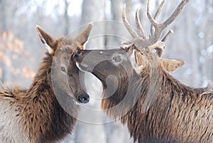 Elk couple