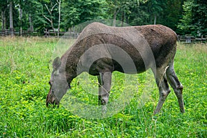 Elk Cow on Meadow in Estonia