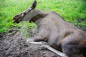Elk Cow on Meadow in Estonia