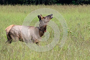 Elk Cow Running for Her Life