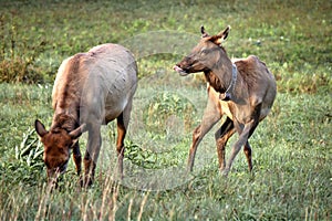 Elk Cows In The Great Smoky Mountains National Park