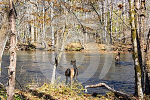 Elk Crossing the Oconaluftee River