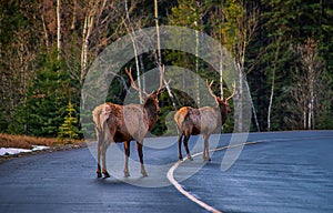 Elk Crossing The Road In Banff