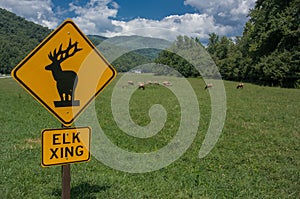 Elk Crossing Sign Horizontal with Elk in Background