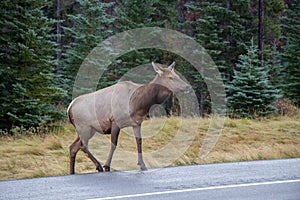 Elk crossing the Yellowhead Highway in Jasper National Park, Alberta, Canada photo