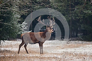 Elk Deer. Mature Stag With Big Gorgeous Heavy Horns Stands Under The Hanging Branches At Background Of Old Pine Forest. Artistic S