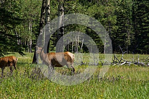 Elk Doe in Banff