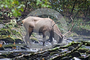 Elk Drinking Water photo