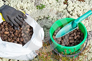 Elk droppings picked in a bag and bucket in the forest