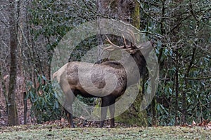 Elk eating at Cataloochee Valley, Great Smoky Mountains National